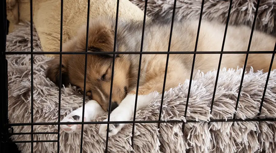 Crate Training a Puppy