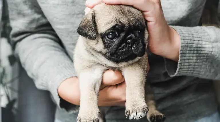 How To Take Care of a Pug : Helpful Tips From Owners Who Know a Thing or Two