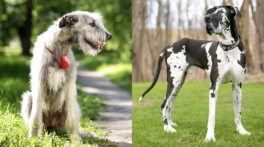 Irish Wolfhound vs Great Dane