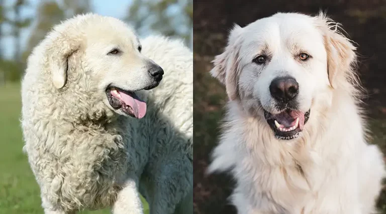 Kuvasz vs Great Pyrenees – Comparing These White Guardian Dog Breeds