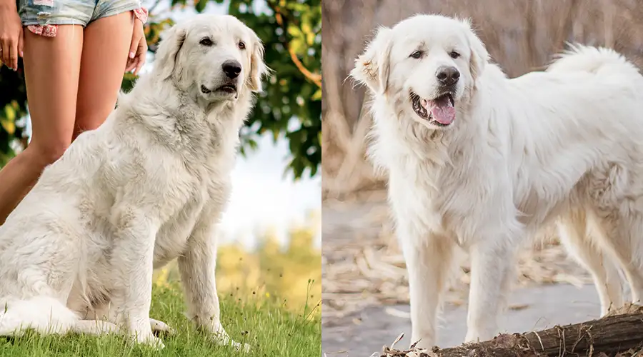Maremma Sheepdog vs Great Pyrenees