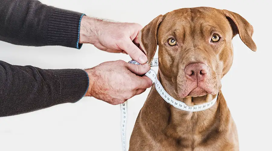 How To Measure a Dog For a Harness