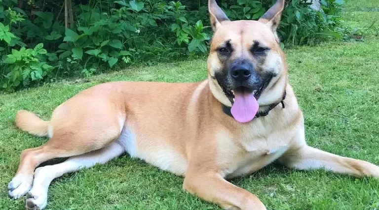 The Akita Pitbull Mix – An Overview Of This Unique Cross Breed 