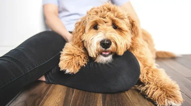 Poodle Mixes : Breaking Down The 18 Most Popular Poodle Breeds + Pictures