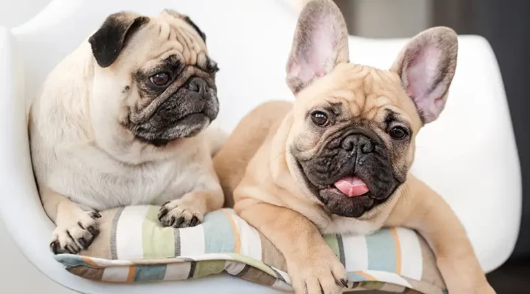 Pug vs French Bulldog : A Short Nose Dog Comparison