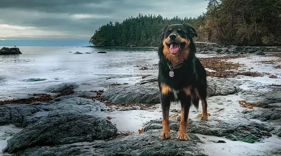 Rottweiler Husky Mix