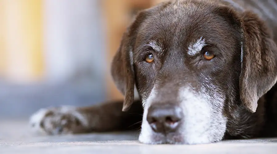 Senior Dog Care