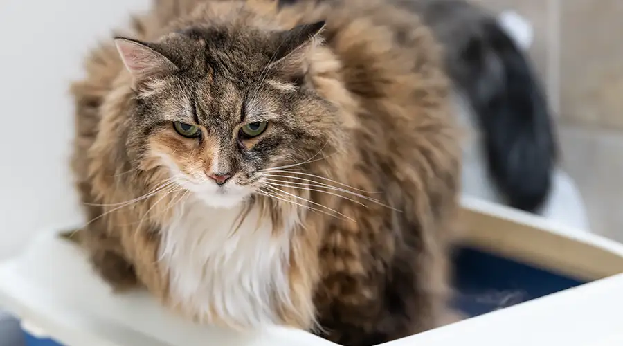 urinary tract disease in cats 1