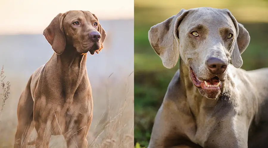 Vizsla vs Weimaraner