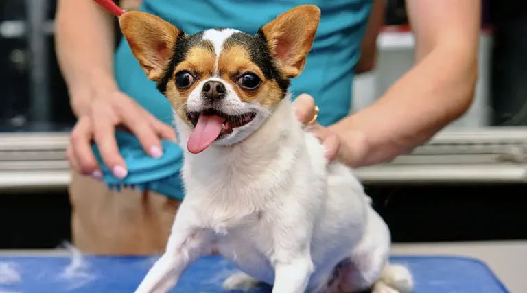 9 Best Dog Brushes for Chihuahuas : Our 2023 Reviews of Brushes, Combs & Grooming Gloves for Chis