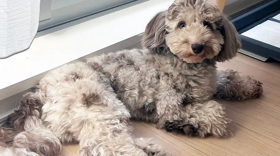 Doxiepoo