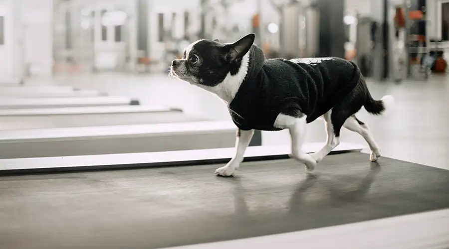 How much exercise does a dog need