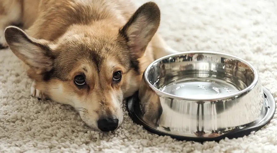 Dog Won't Drink Water