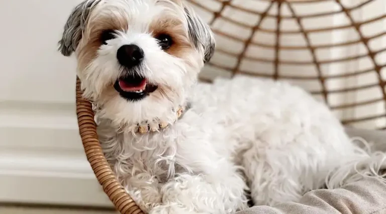 Morkie : Maltese x Yorkshire Terrier Mixed Breed Information + Pictures