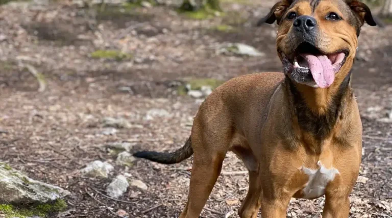 Pitweiler – The Powerful and Intimidating Rottweiler Pitbull Mix