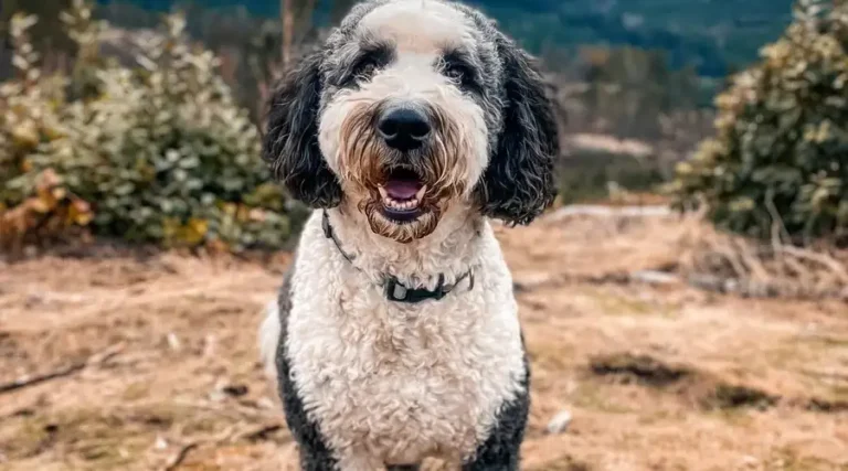 Sheepadoodle : Old English Sheepdog x Poodle Mixed Breed Dog Information + Pictures