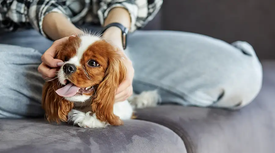 Signs of Stress in Dog