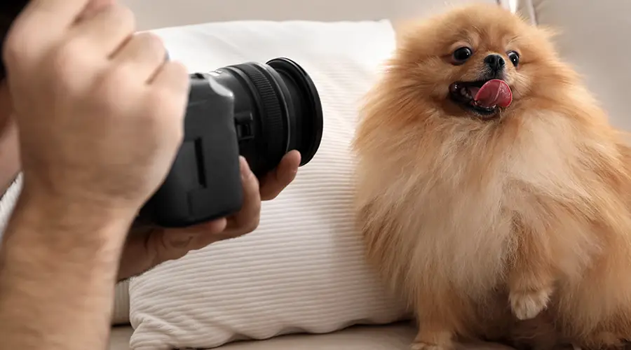 Dog Photography Tips