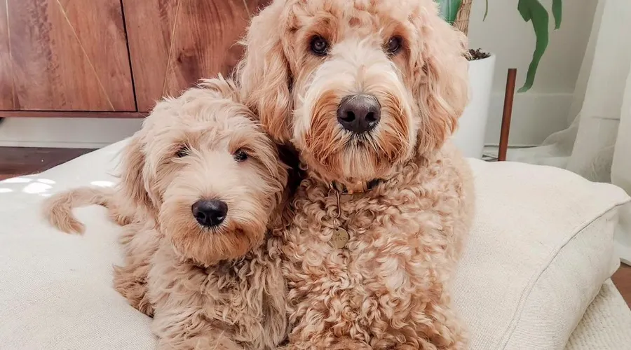 Fun Facts About Goldendoodles