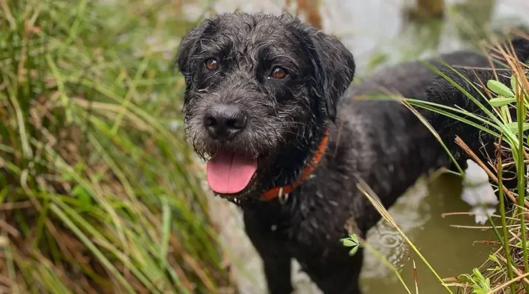 Mastidoodle : All About This Mastiff x Poodle Mixed Breed Dog