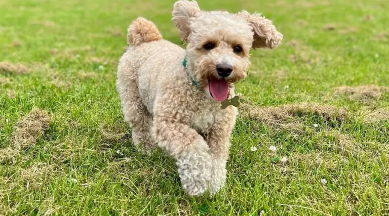 Poochon : All About This Poodle x Bichon Frise Mixed Breed Dog