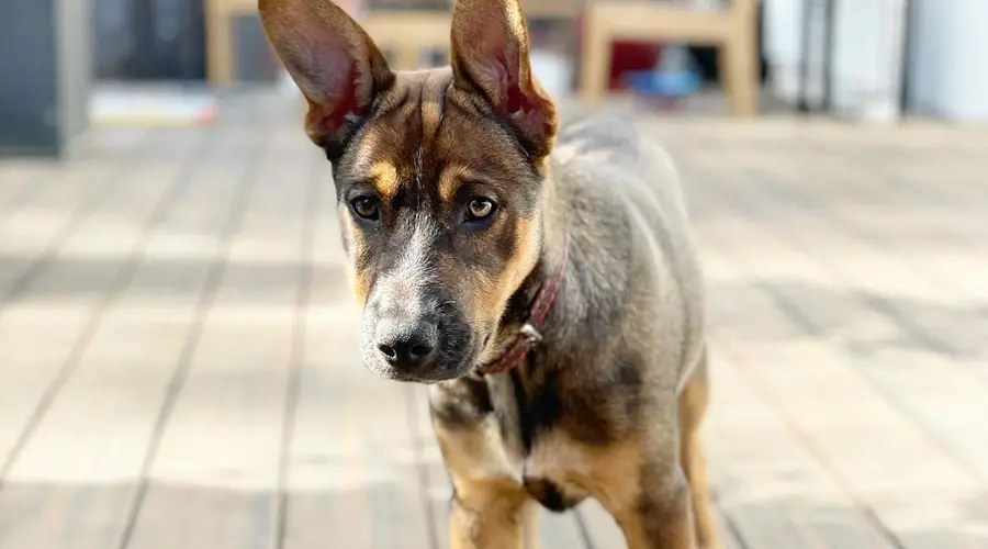 Blue Heeler German Shepherd Mix