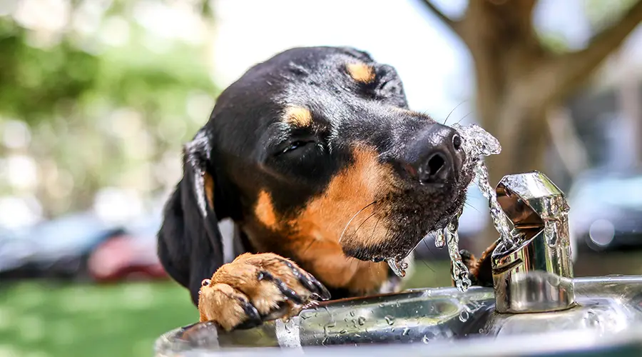 Dehydrated Dog
