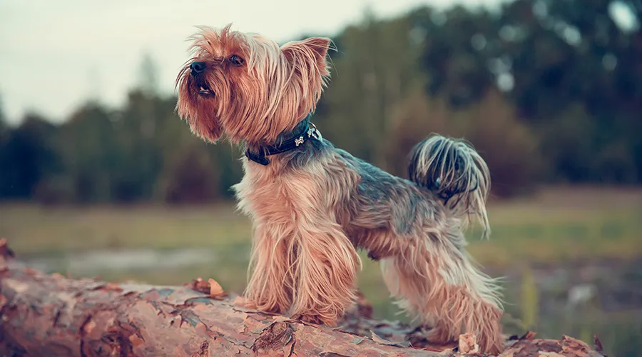 Yorkshire Terrier Barking