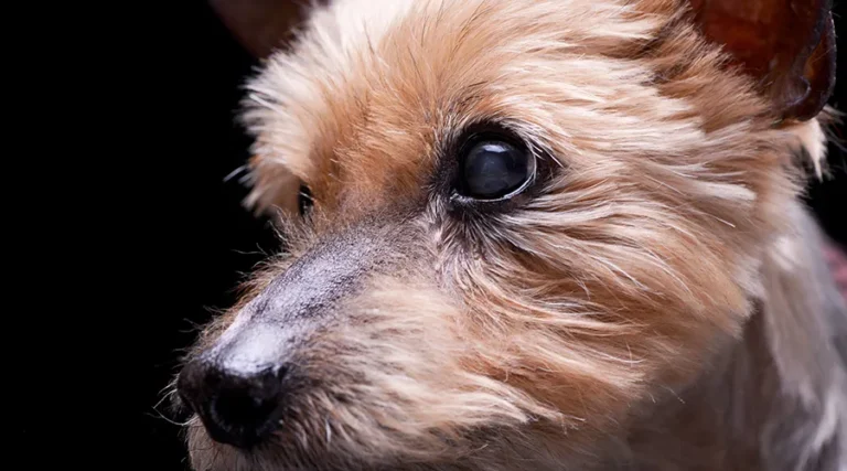 Yorkshire Terrier Progressive Retinal Atrophy: How To Treat and Manage PRA in Yorkies