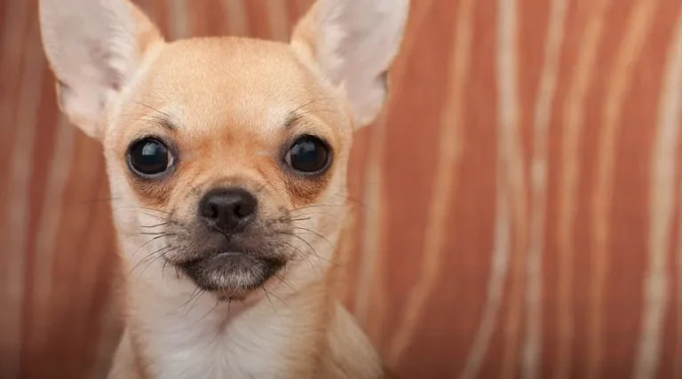 Chihuahua Tracheal Collapse: What Is It and Could It Happen To Your Dog?
