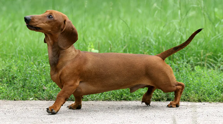 Dachshund Back Problems