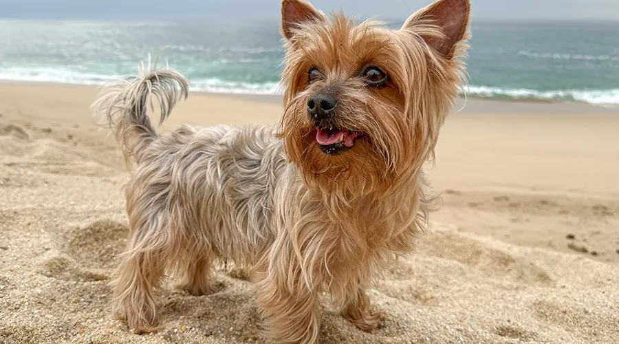 Excited Yorkshire Terrier