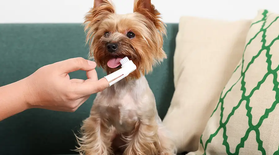 Yorkshire Terrier Gum Disease