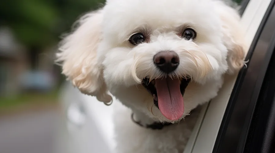 Bichon Licking Behavior