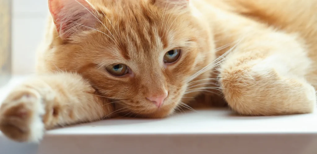 Best non-prescription cat food for urinary crystals