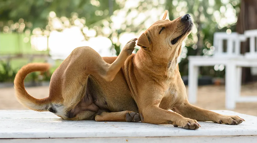 Food allergies in dogs