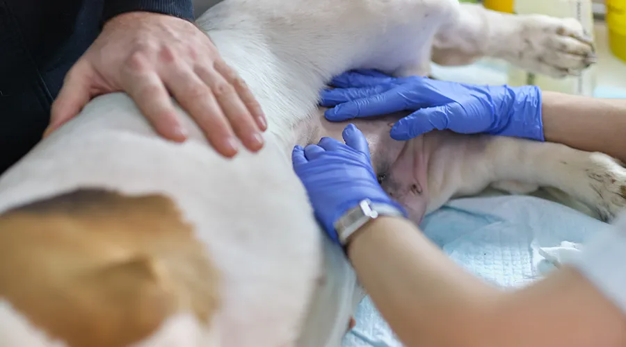 Bloat in Dogs
