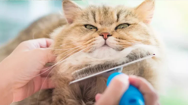How to Brush your Long (or Short) Haired Cat: Our 2023 Guide