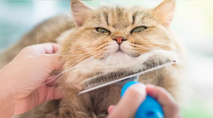 brushing cat hair